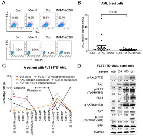 Novel AXLtargeted Agents Overcome FLT3 Inhibitor Resistance In FLT3