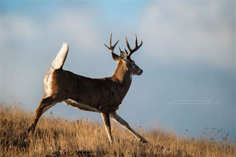 Whitetail Deer Photography - Whitetail Deer Photography