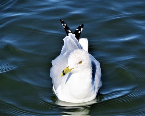 Ring Billed Gull Bolsa Chica Dave Telford Flickr