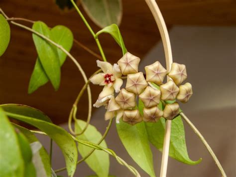 How To Care For A Hoya Rope Plant Expert Tips And Guide Foliage