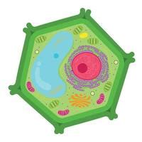 Cell Wall Clipart