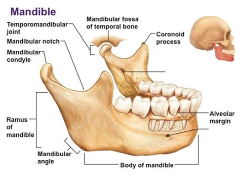 Condylar Process Of Mandible