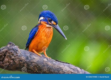 Blue Eared Kingfisher Small Beautiful Colored Kingfisher From Asia