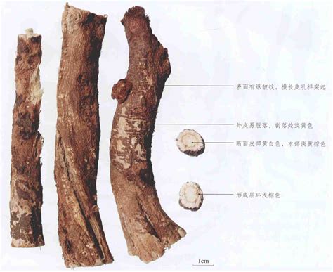 红芪 中药材鉴别 医学