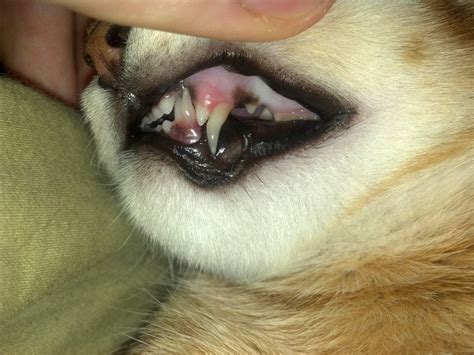 My cat has dual upper and lower Canine teeth. Is this uncommon? : r/cats