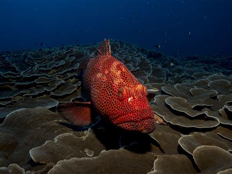 Морской Окунь Фото В Море – Telegraph