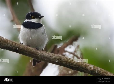 Fernando Po Puff Back Flycatchers Hi Res Stock Photography And Images