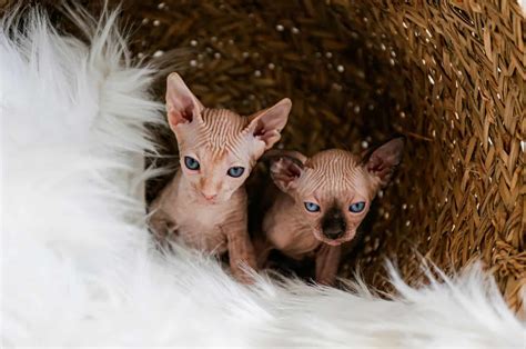 All The Beautiful Colors Of Sphynx Cats