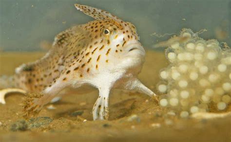 FIGURE 6 In A New Handfish Brachionichthys Australis Sp Nov