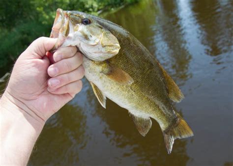 When Do Smallmouth Spawn A State By State Listing