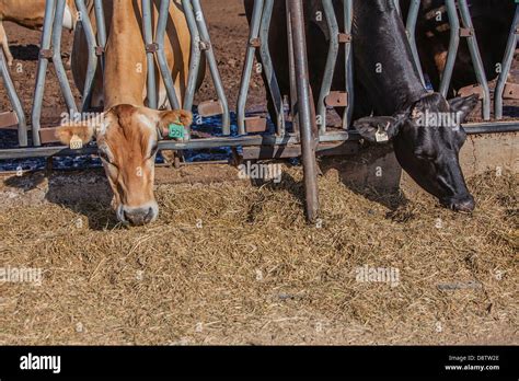 Cattle Feedlot America Hi Res Stock Photography And Images Alamy