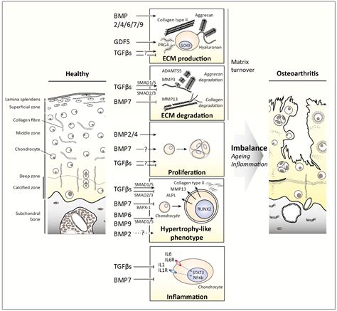 Cells Free Full Text TGFβ BMP Signaling Pathway in Cartilage