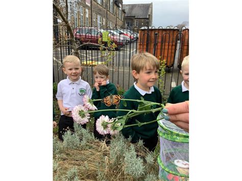 Butterflies Trawden Forest Primary School