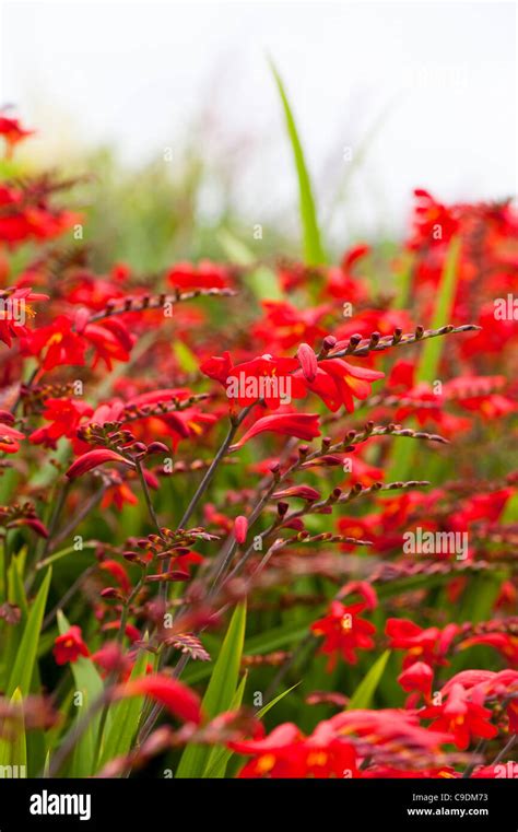 Crocosmia x crocosmiiflora ‘Emberglow’, Montbretia, in flower Stock ...