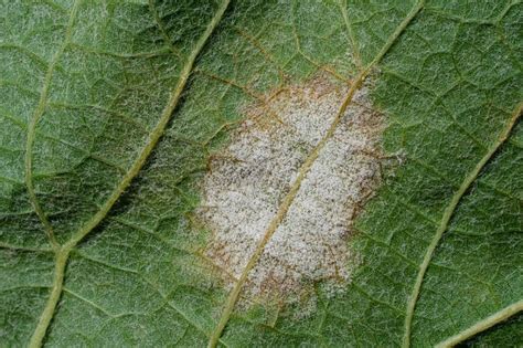 13 Spinach Pests And Diseases And How To Stop Them