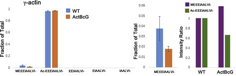 Differential N Terminal Processing Of Beta And Gamma Actin Iscience