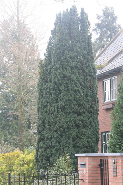 Taxus Baccata Fastigiata Plantentuin Esveld