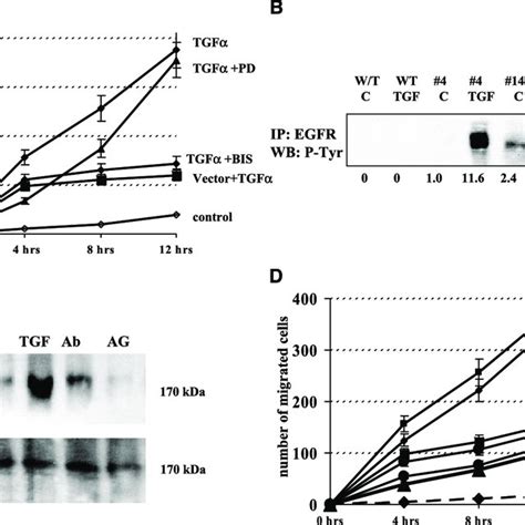 Sustained Migration Is Dependent On Egfr Mediated Signaling Cell