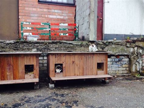 They Built Shelters For Homeless Cats To Survive The Winter And The