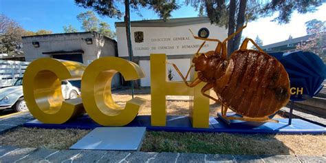 Chilango Chiches En La UNAM Ahora Los CCH Suspenden Clases Para Fumigar