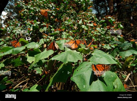 Mariposa Monarca Danaus Plexippus El Chincua Reserva Natural Miles