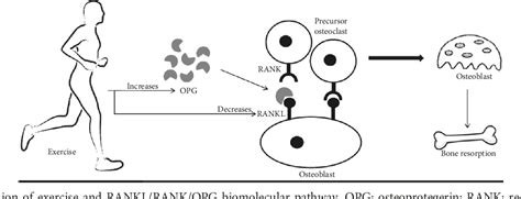 Figure 1 From RANKL RANK OPG Pathway A Mechanism Involved In Exercise