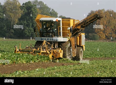 Lifting Sugar Beet In Lincolnshire Stock Photo Alamy