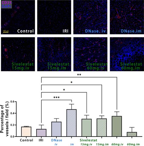 Immunofluorescence Staining Of Cd In The Ischemic Area D After