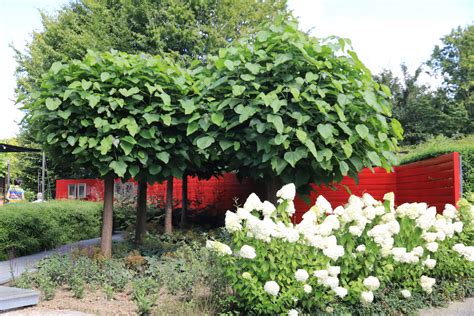 Catalpa Bignoniodes Nana Bolcatalpa Bloemenpark Appeltern