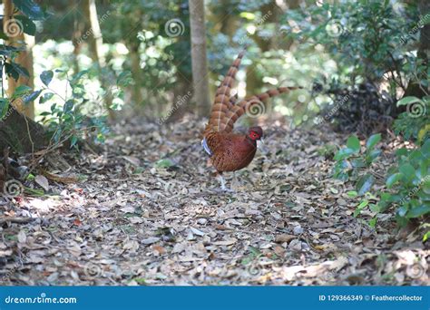 Copper Pheasant Male in South Kyushu, Japan Stock Image - Image of nature, ijimae: 129366349