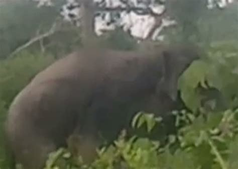 Gajah Liar Rusak Kebun Warga Kuala Cenaku Laman Riau