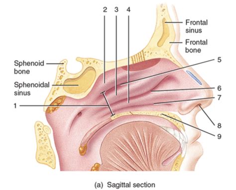 Figure 32.2 Nasal structures within nasal cavity Flashcards | Quizlet