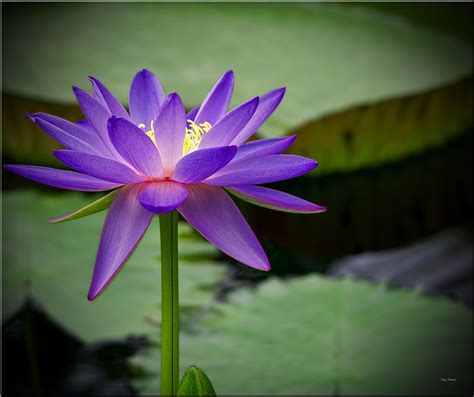 Electric Indigo Lotus 2 | Kew Gardens London. Selective HDR … | Flickr