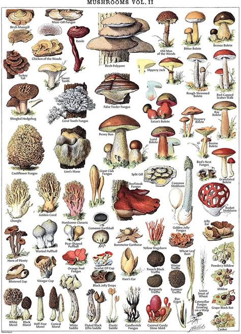 Vintage Mushroom Poster Prints Mycology And Fungi Botanical Identification Reference Chart Vo