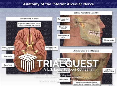 Inferior Alveolar Nerve Anatomy