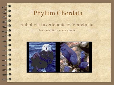 Phylum Chordata Examples