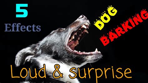 Dog Barking Animal Sound Effect Dog Surprise Video Youtube