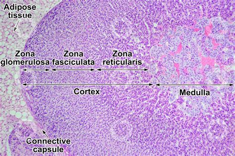 Rat. Adrenal gland. Transverse section. 100X - Rat - Mammals ...