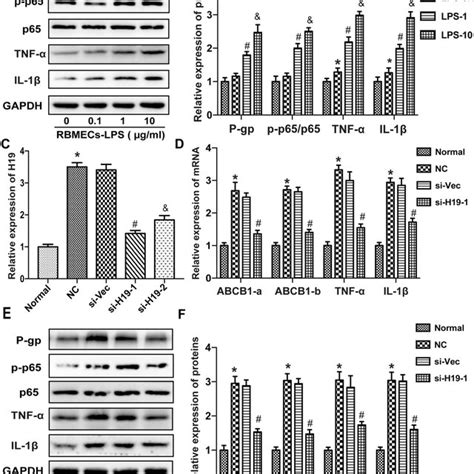 H19 Regulated The Nf κb Signaling Pathway By Sponging Mir 29a 3p A