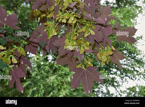 Acer Pseudoplatanus Atropurpureum Banque De Photographies Et Dimages