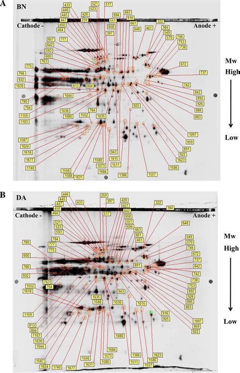 A A Representative Two Dimensional Difference Gel Electrophoresis 2d Download Scientific