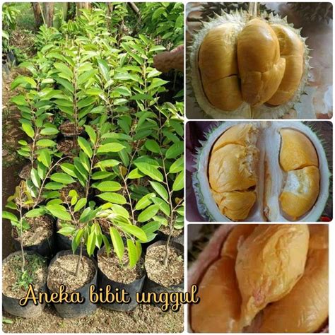 Jual Bibit Buah Durian Duri Hitam Super Dijamin Asli Di Lapak Aneka