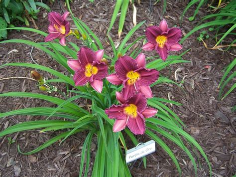 Daylily Hemerocallis Purple De Oro In The Daylilies Database