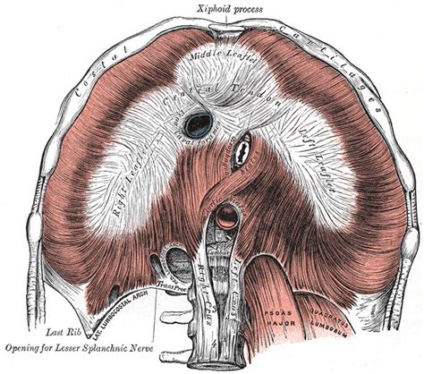 Anatomy Abdomen And Pelvis Splanchnic Nerves Statpearls Ncbi