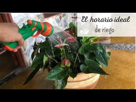 La Mejor Hora Para Regar Las Plantas Actualizado Diciembre 2024