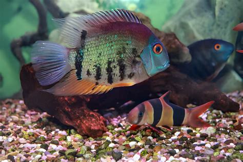 Ikan Severum Karakteristik Dan Panduan Perawatan Ikanpedia