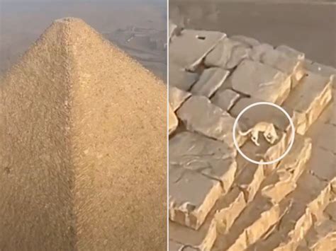 Un câine s a c ț rat în vârful Marii Piramide din Giza Imaginile