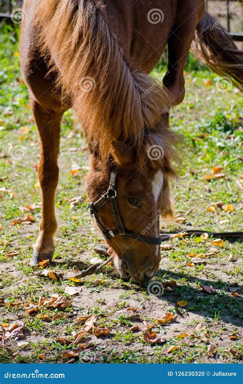 Cavalo Marrom Bonito Que Pasta No Pasto Verde Cavalo No Pasto Cavalo E