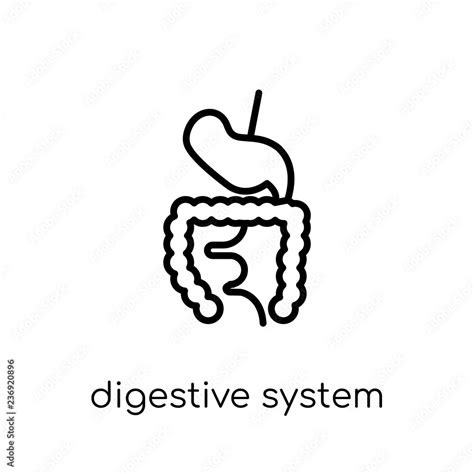 Digestive System Icon Trendy Modern Flat Linear Vector Digestive