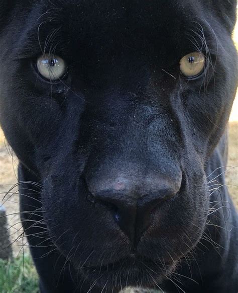 Beautiful Black Panther with Yellow Eyes